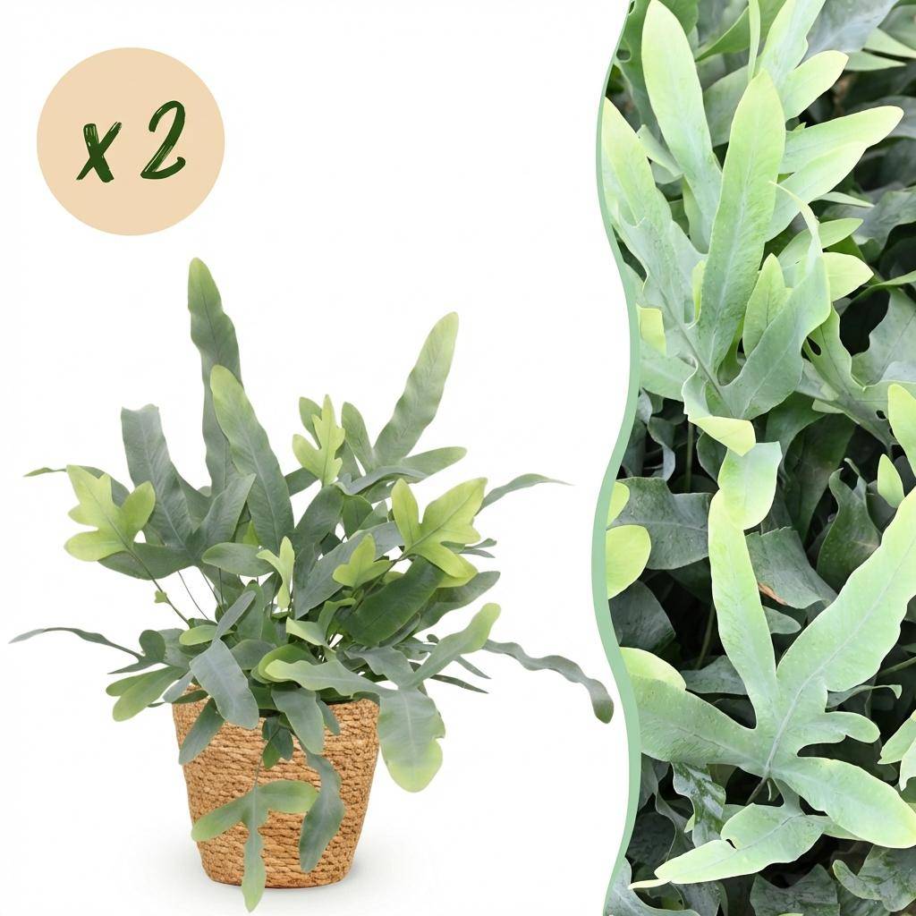 La Green Touch - Phlebodium Aureum Bleu Star - H30cm