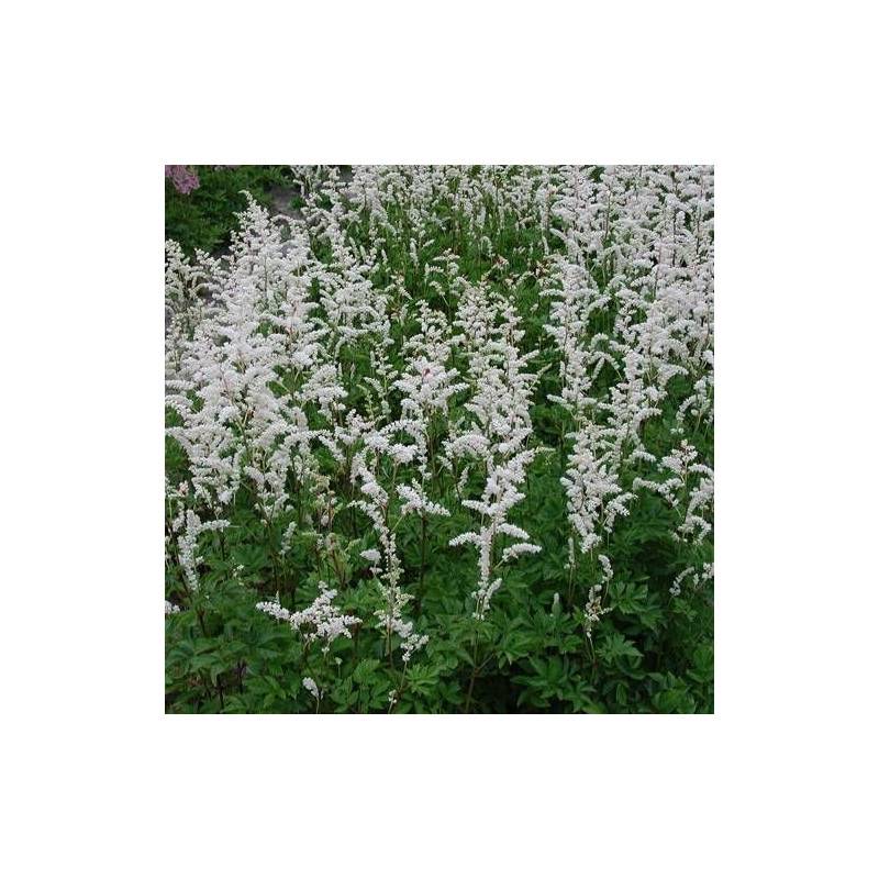 Astilbe d'Arends Mont Blanc à fleurs Blanche/ - feuillage Caduc - Godet - 5/20 cm - Imagen 1