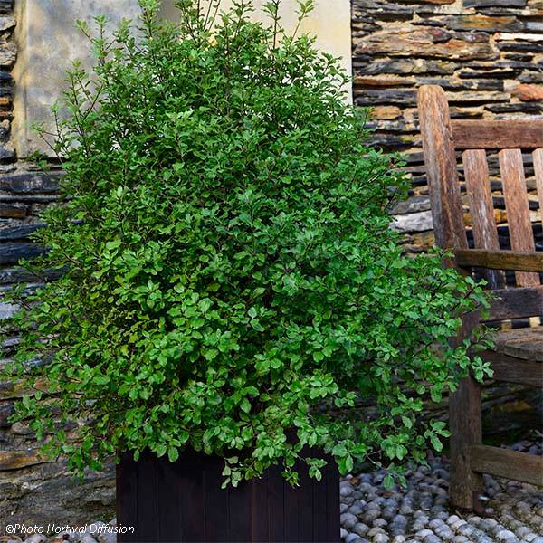 Promesse de Fleurs - Pittosporum tenuifolium Emerald Dome Pot de 2L/3L - Image 1