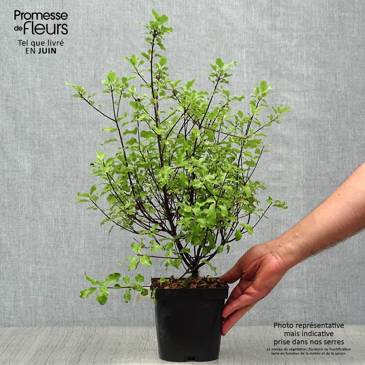 Promesse de Fleurs - Pittosporum tenuifolium Emerald Dome Pot de 2L/3L - Image 2