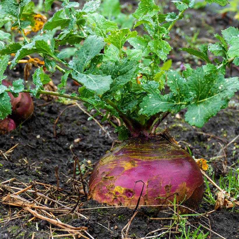 Rutabaga Magres le sachet de 1000 graines environ