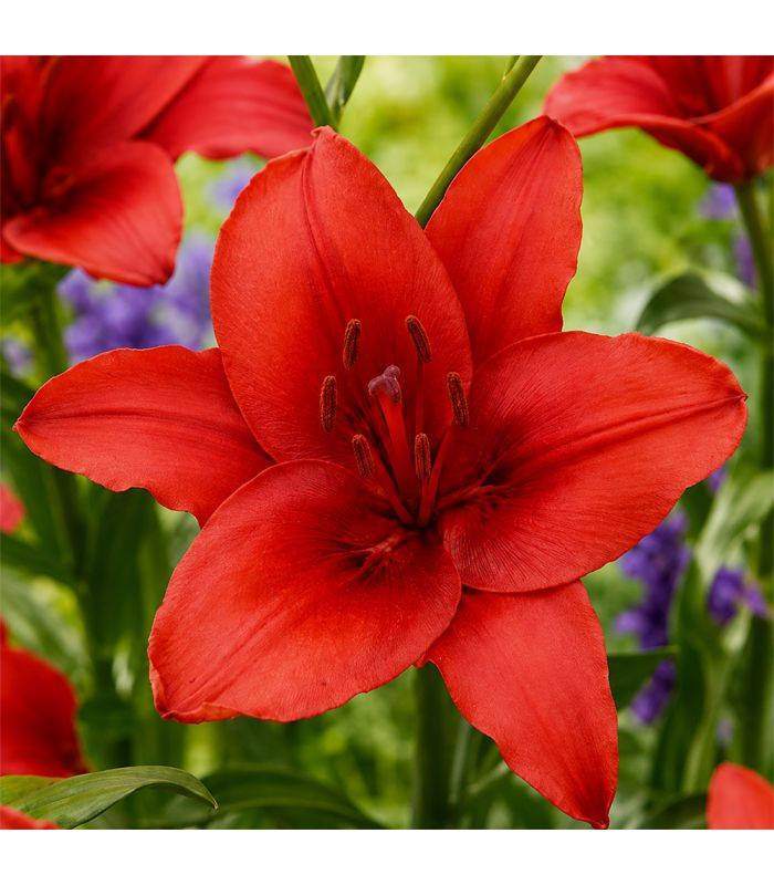 Lilium Red Sgaravatti 1 bulbe rouge, grande floraison de 100 cm idéale en massif et bouquet - 618095 - Image 1