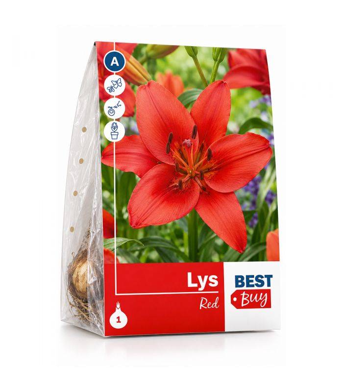 Lilium Red Sgaravatti 1 bulbe rouge, grande floraison de 100 cm idéale en massif et bouquet - 618095 - Image 2