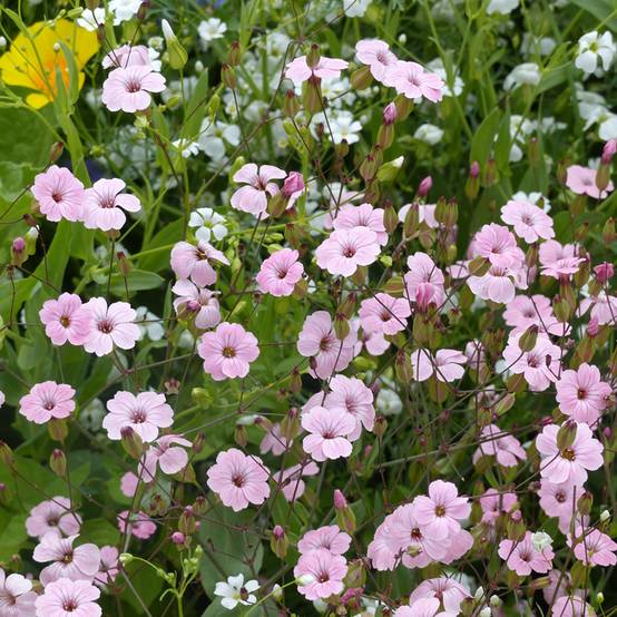 Graines de Saponaire à Bouquets Pink Beauty BIO - Vaccaria hispanica le sachet de 250 graines environ (1,5g)
