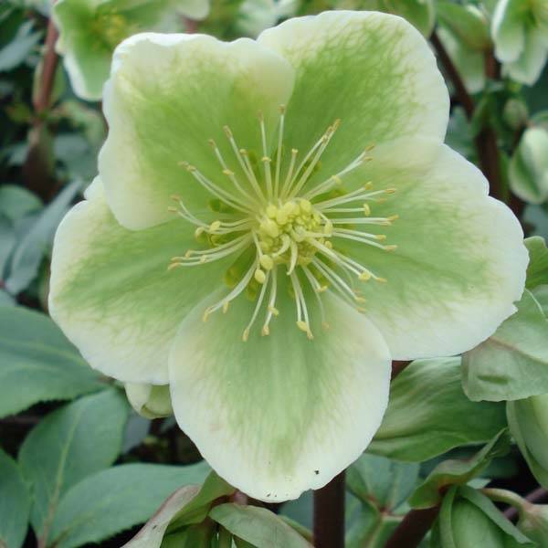 Promesse de Fleurs - Hellébore nigercors blanc Pot de 2L/3L
