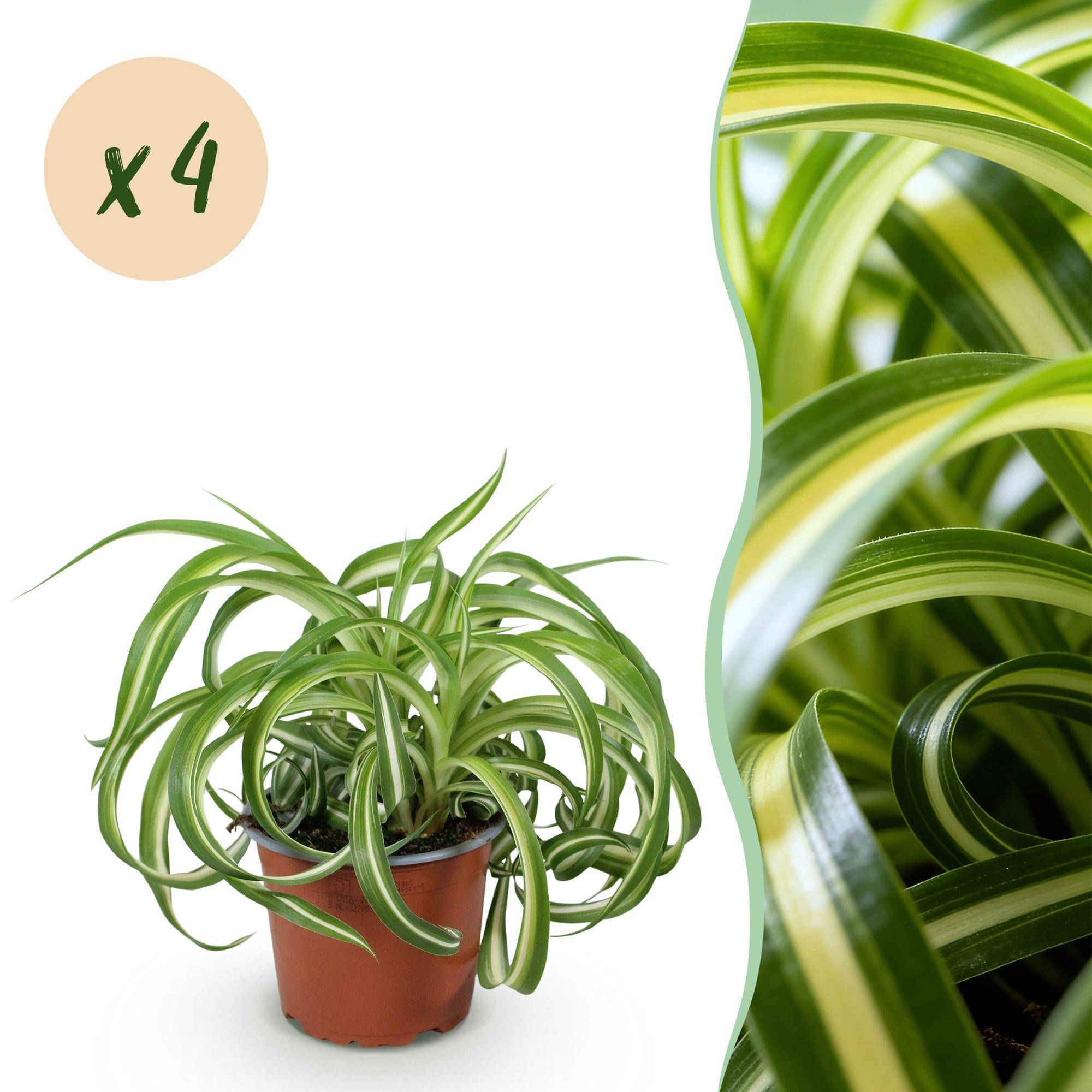 Chlorophytum comosum Bonnie - Pet-friendly - Pot de 12cm - Hauteur 20cm - 4 plantes - Sans cache-pot - Plantes d'intérieur