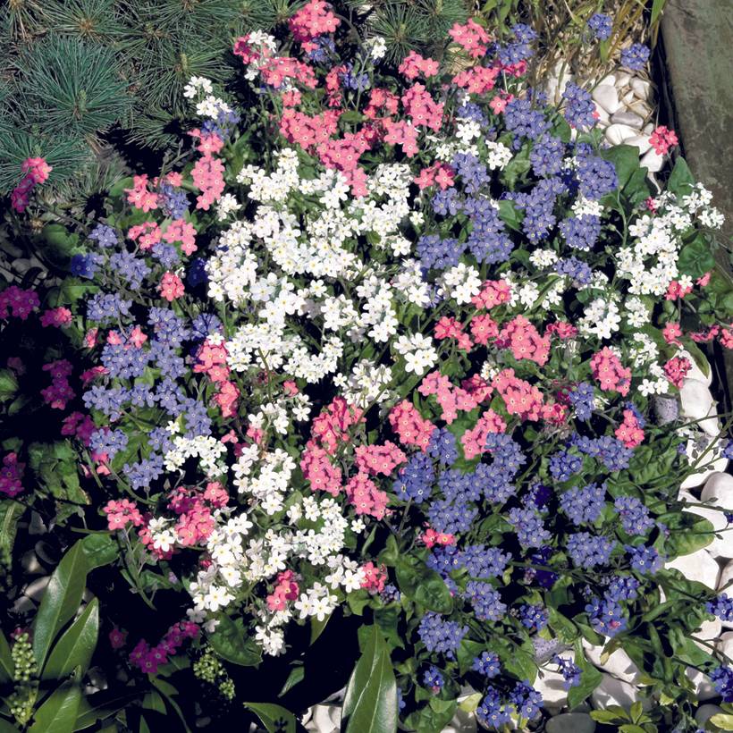 Promesse de Fleurs - Graines de Myosotis Sylva Mix - Myosotis sylvatica le sachet de 50 graines environ