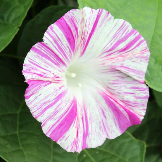 Graines d'Ipomée Venice Pink - Ipomoea purpurea le sachet de 70 graines environ (2g)