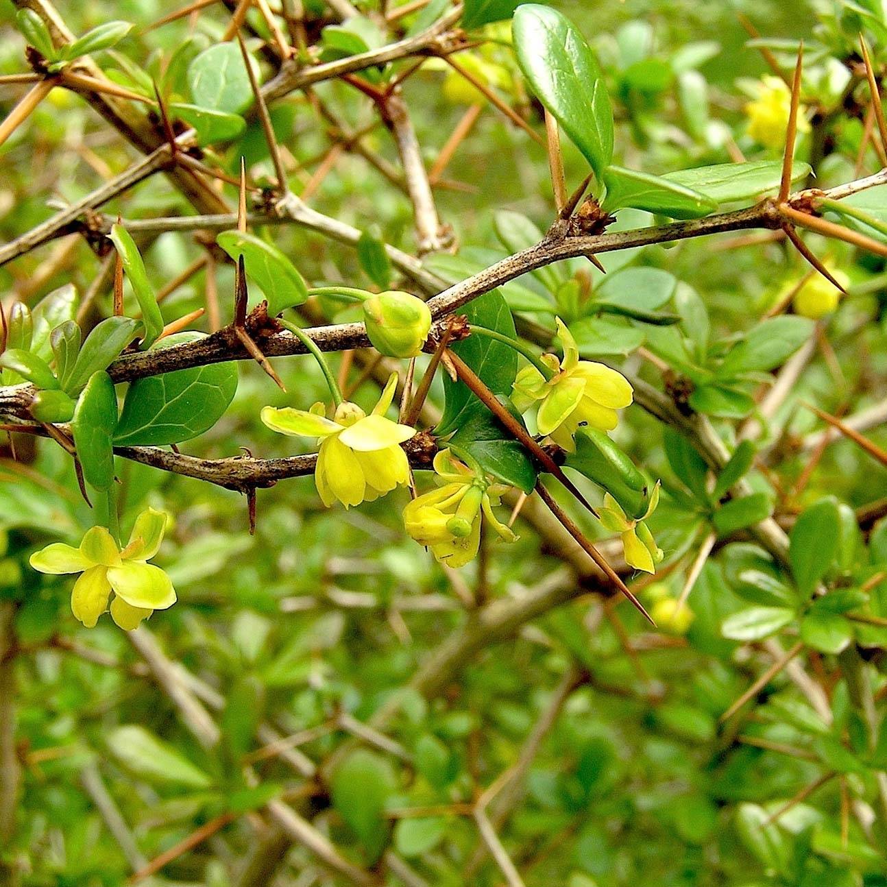 Berberis media Parkjuweel - Épine vinette Pot de 2L/3L - Image 1