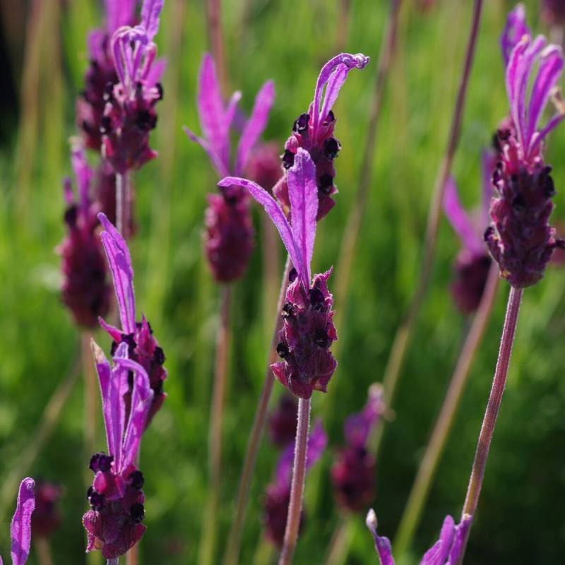 Lavande papillon Pedunculata à fleurs Violette/ - feuillage Persistant - Pot de 7,5L - 60/80 cm - Imagen 5