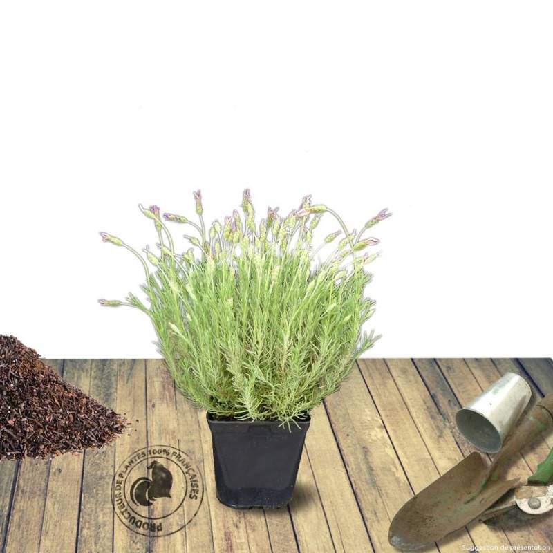 Lavande papillon Pedunculata à fleurs Violette/ - feuillage Persistant - Pot de 7,5L - 60/80 cm - Imagen 7