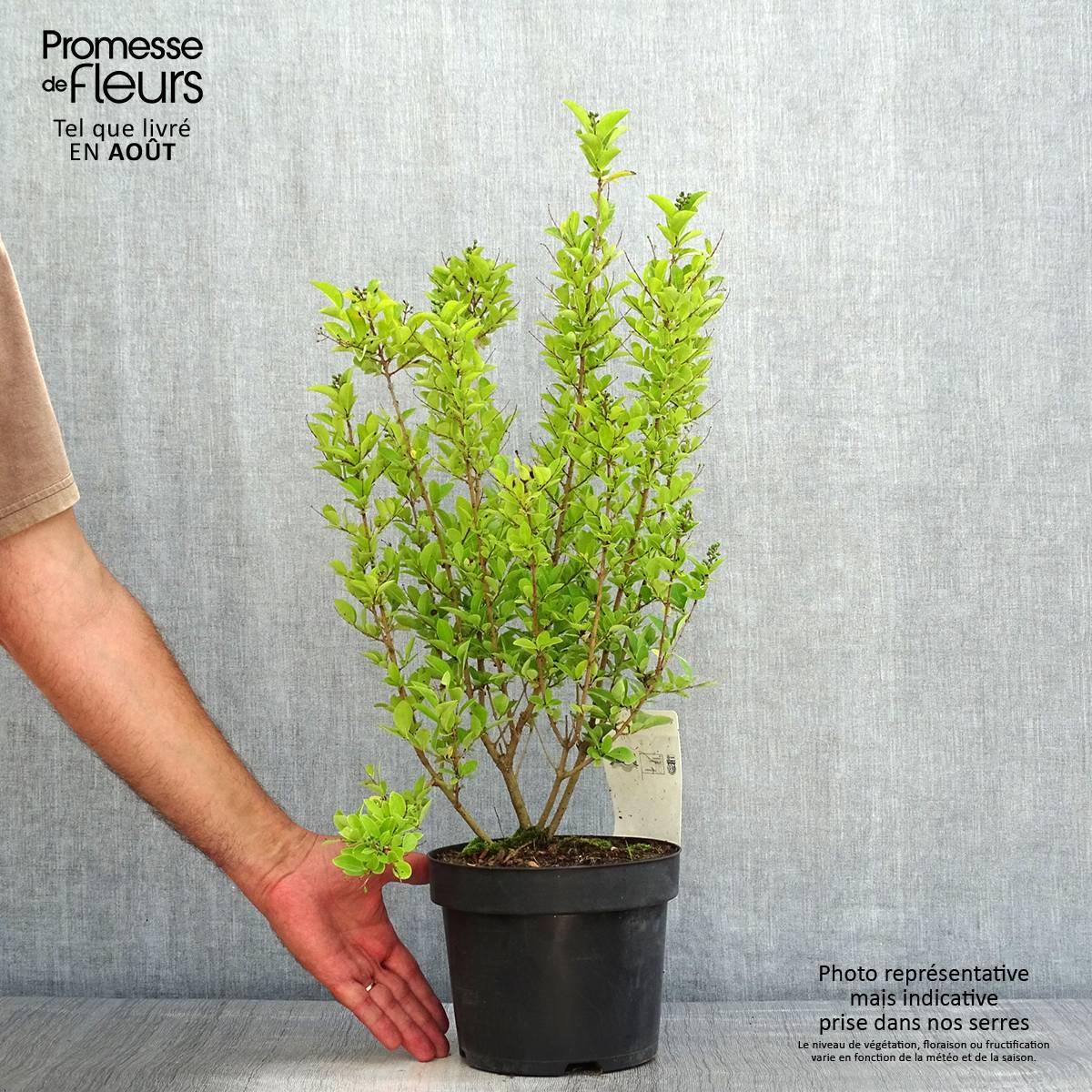 Troène de Californie - Ligustrum ovalifolium Green Diamond Pot de 2L/3L - Image 2