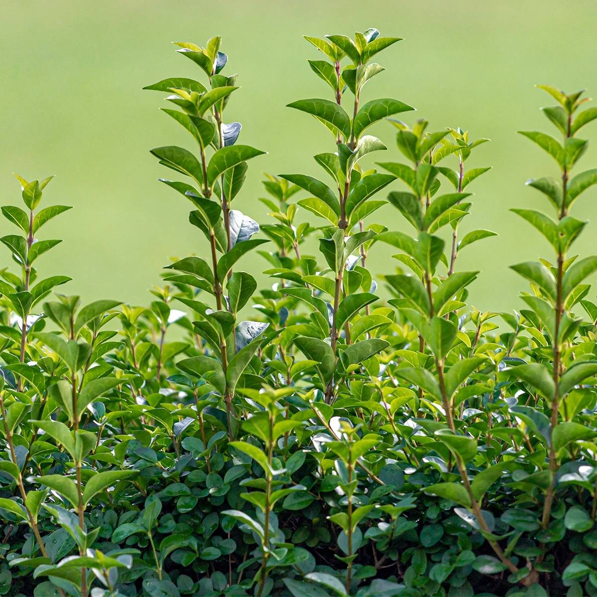 Troène de Californie - Ligustrum ovalifolium Green Diamond Pot de 2L/3L - Image 1