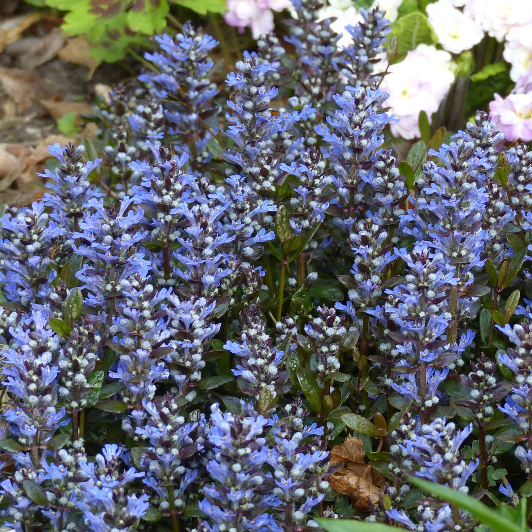 Bugle rampante - Ajuga tenorii Chocolate Chip (Valfredda) Pot de 2L/3L