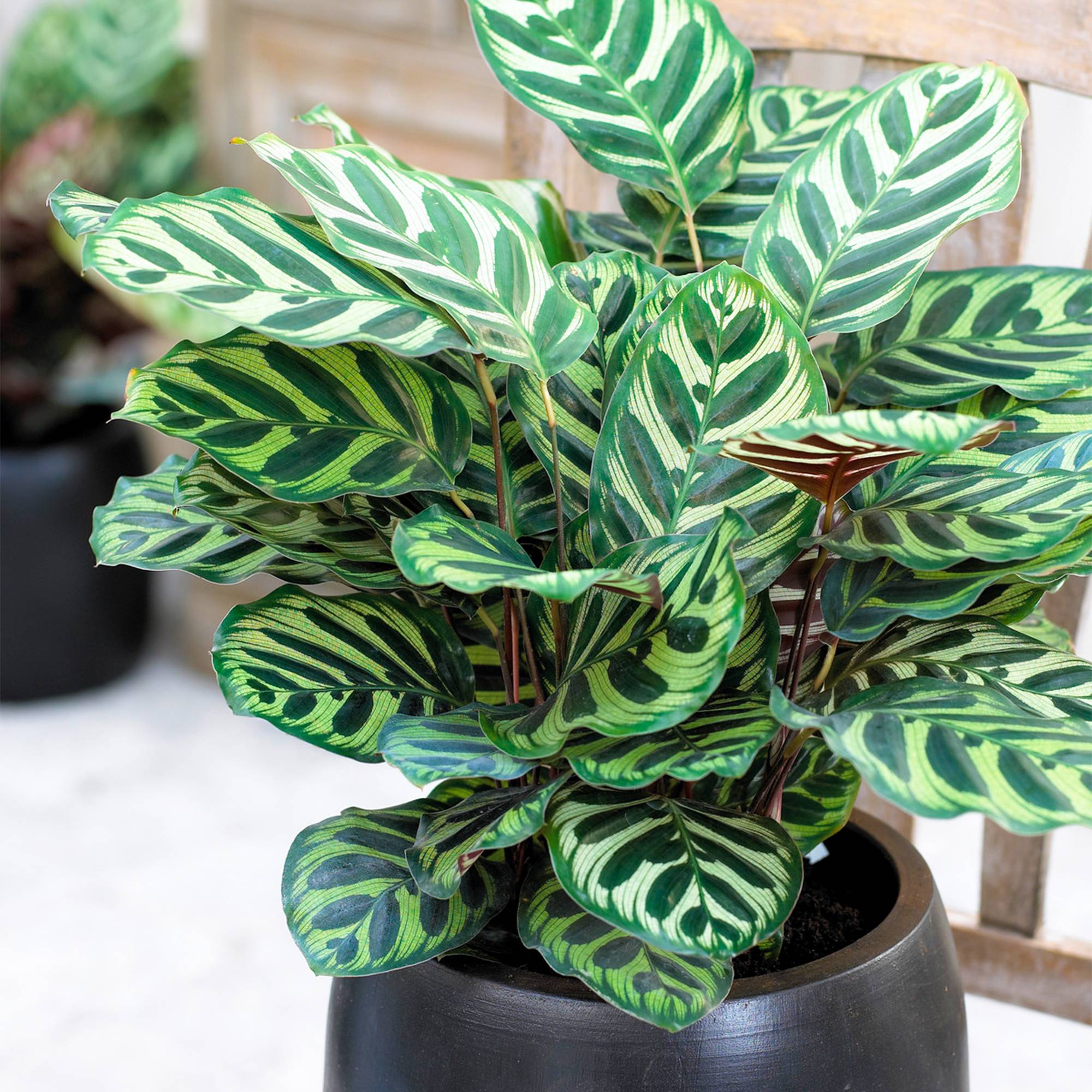 Gardenersdream - Calathea Makoyana Qualité Supérieure Plante Paon Pour L’Intérieur Cadeau 30-40Cm Avec Pot - GardenersDream - Imagen 1