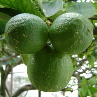 Citron vert - Citrus aurantifolia Pot de 4L/5L, 1/4 de tige