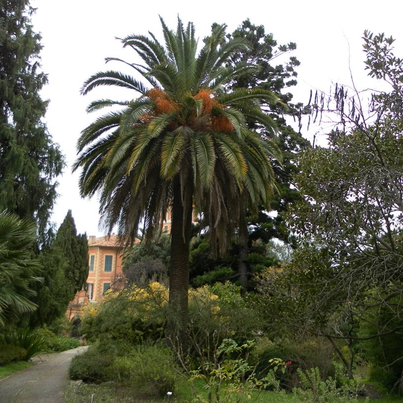 Graines de Palmier des Canaries - Phoenix canariensis - Graines