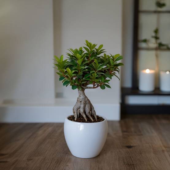 Plant In A Box - Bonsaï - Ficus microcarpa - Hauteur 30-40cm - ⌀12cm - Image 3