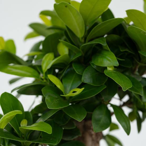 Plant In A Box - Bonsaï - Ficus microcarpa - Hauteur 30-40cm - ⌀12cm - Image 5