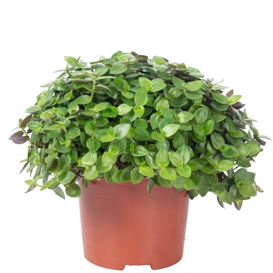Callisie rampante - plante d'intérieur facile d'entretien, Callisia repens Turtle "Smit Eden Elegance" - hauteur env. 15 cm, pot-Ø 10,5 cm - Image 1
