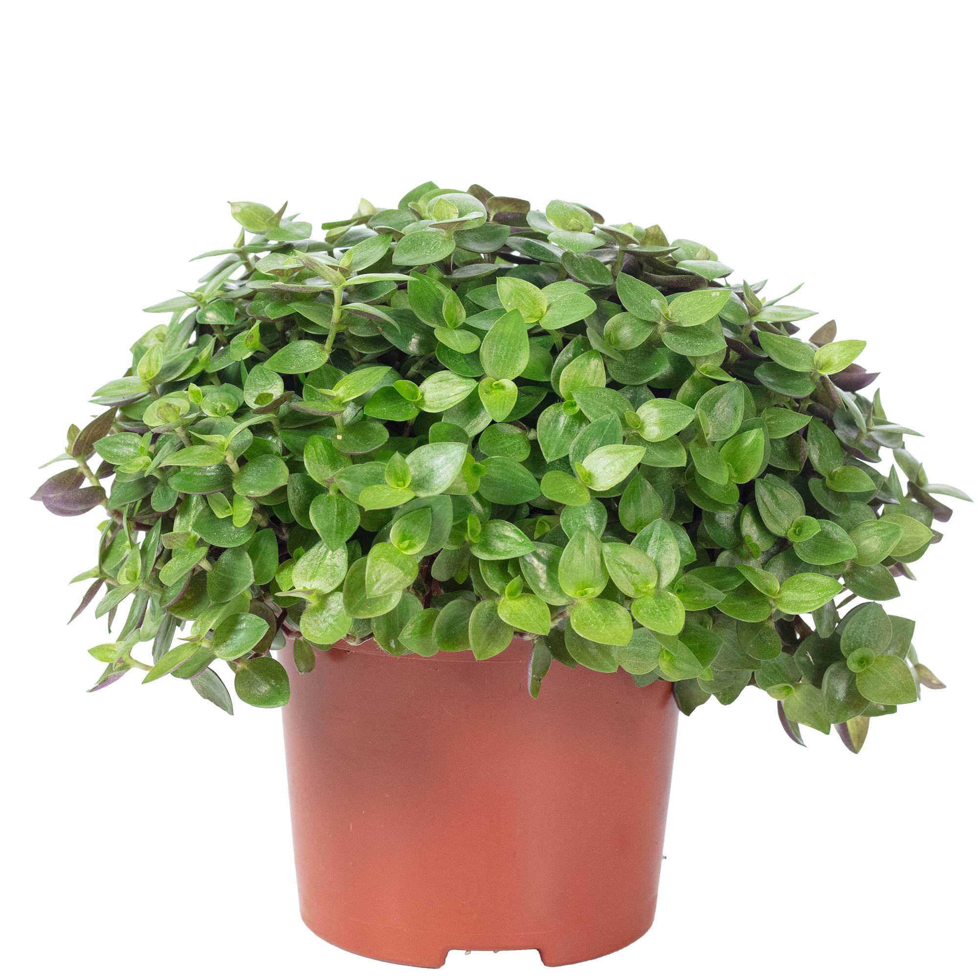 Callisie rampante - plante d'intérieur facile d'entretien, Callisia repens Turtle "Smit Eden Elegance" - hauteur env. 15 cm, pot-Ø 10,5 cm - Image 1