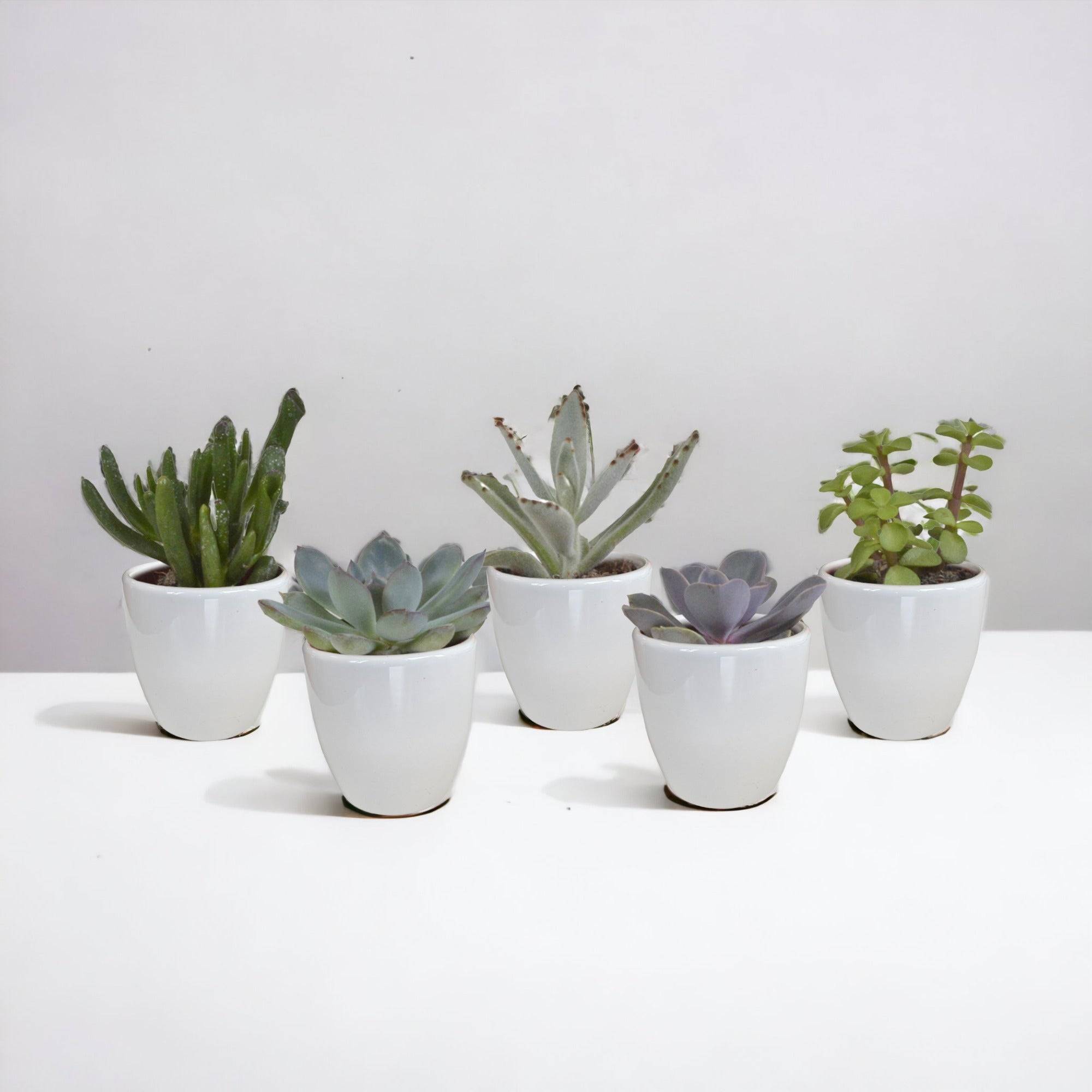 La Green Touch - Coffret Succulente & Cactus + caches-pots blancs- La Green Touch - Image 2