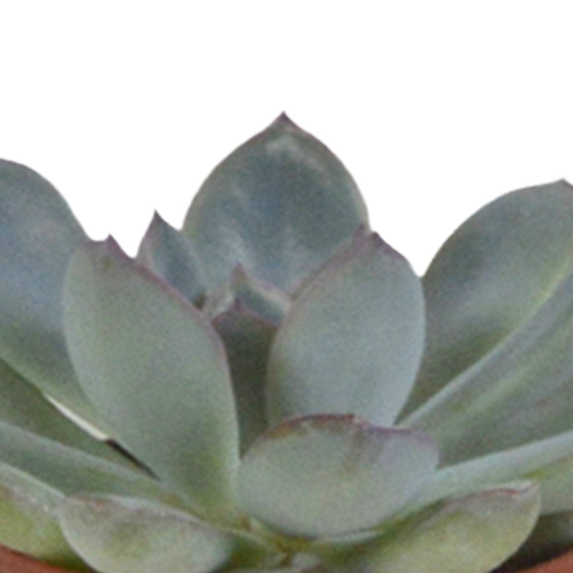 La Green Touch - Coffret Succulente & Cactus + caches-pots blancs- La Green Touch - Image 6