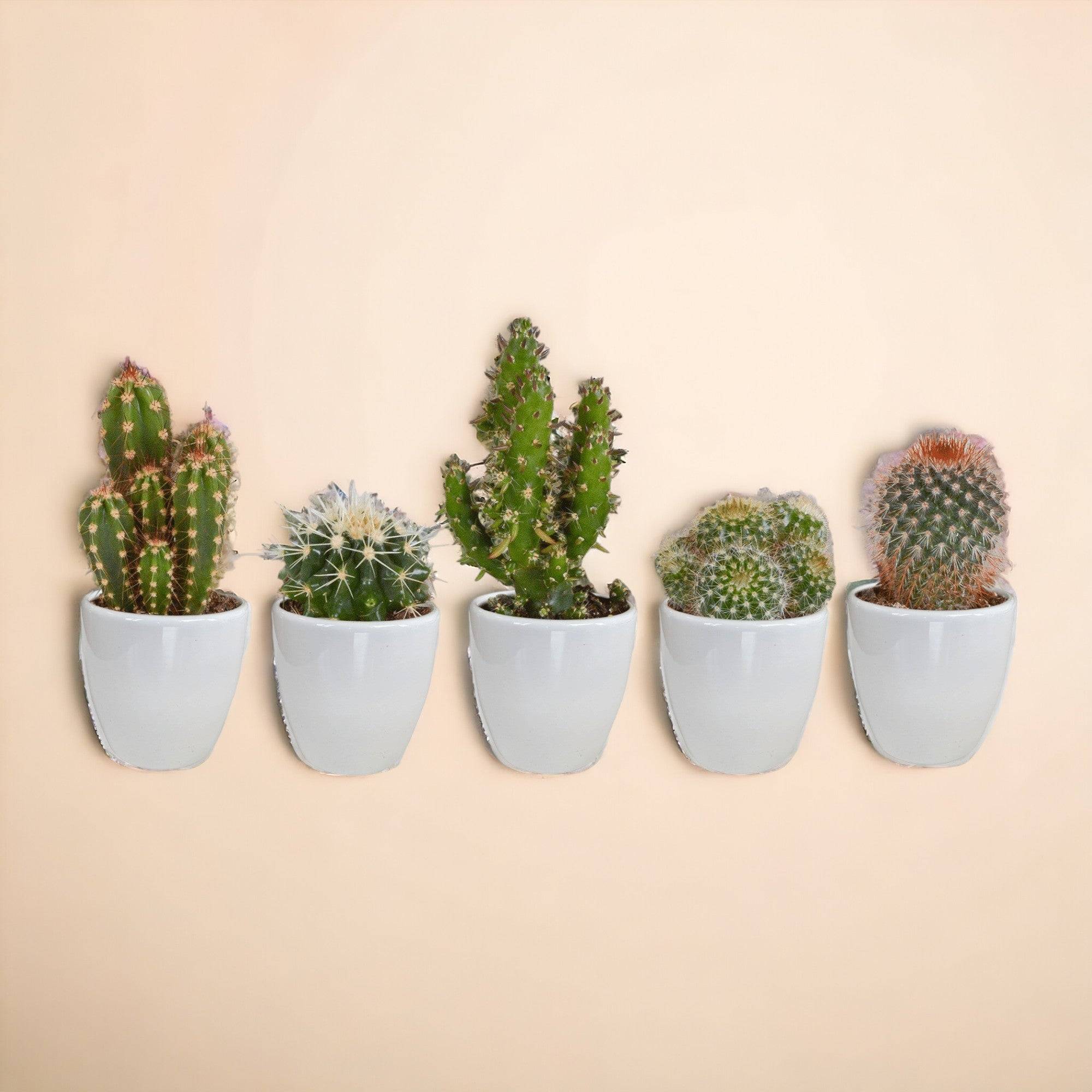 La Green Touch - Coffret Succulente & Cactus + caches-pots blancs- La Green Touch