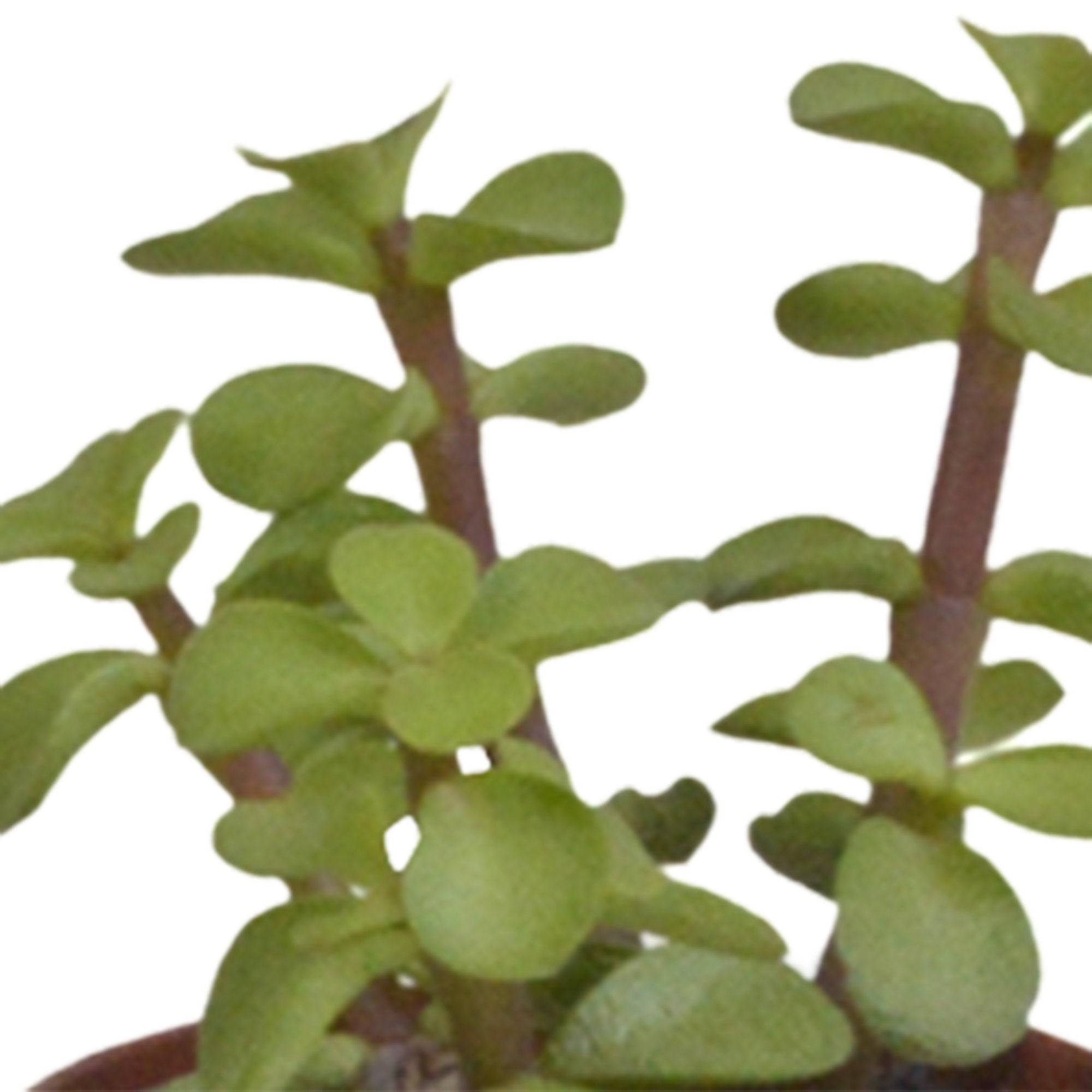 La Green Touch - Coffret Succulente & Cactus + caches-pots blancs- La Green Touch - Image 5