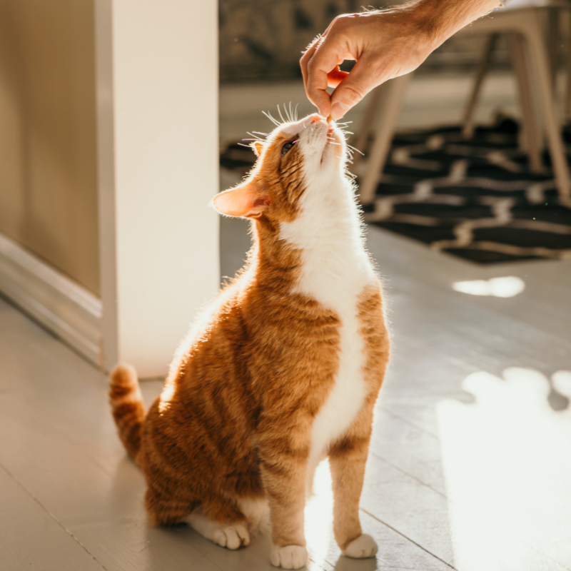 Nestor - Friandises Bio Sans Céréales au Saumon pour Chat - Imagen 2