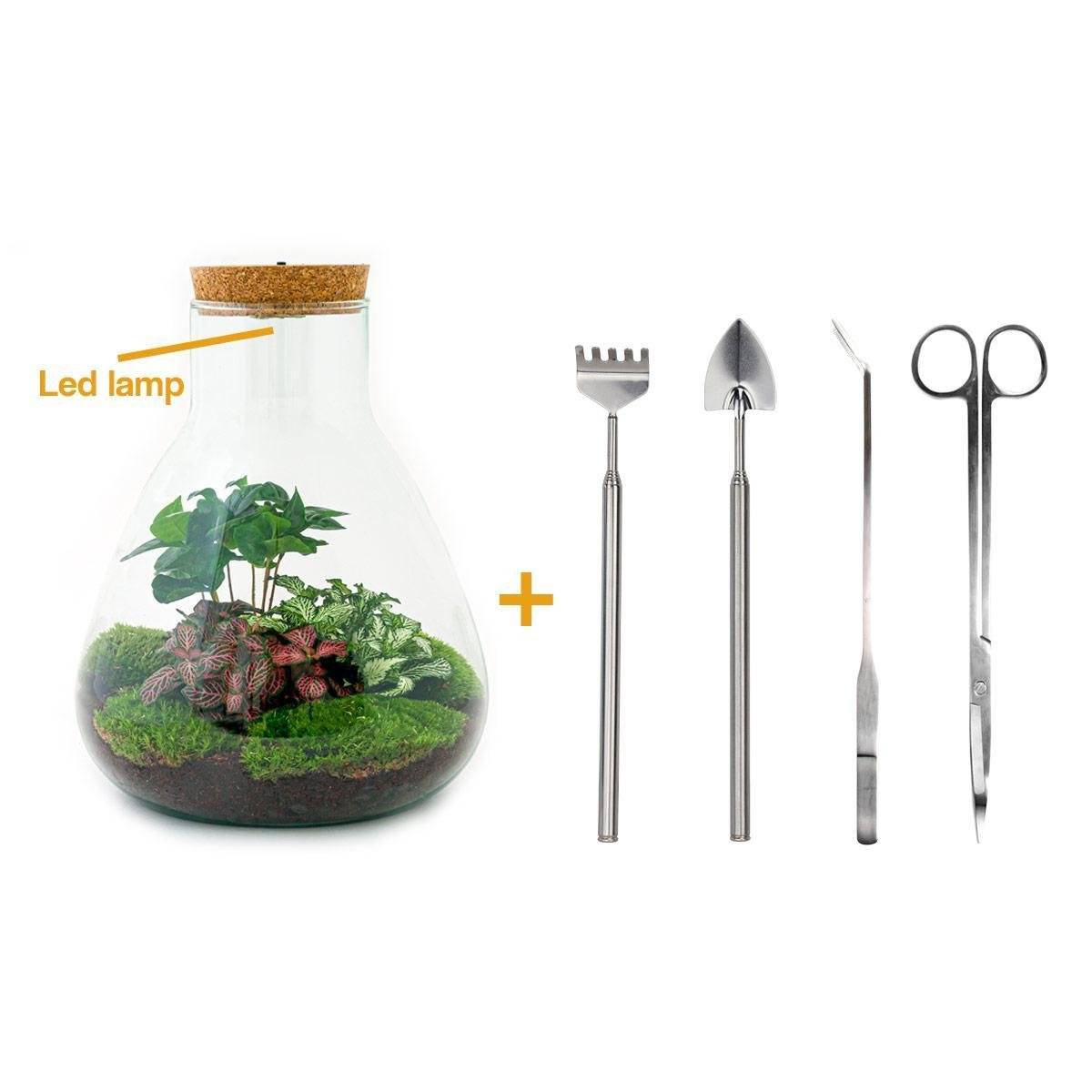 La Green Touch - Kit Terrarium DIY - SAMOS- La Green Touch Avec LED Caféier + Fittonia rouge et Verte - Pelle + rateau + Pince + Ciseau