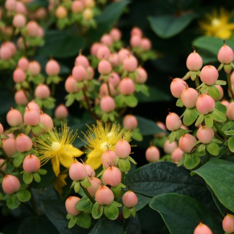 Millepertuis Magical® Beauty 'Kolmbeau', Hypericum à fleurs Jaune - feuillage Persistant - Pot de 1,5L - 10/20 cm-  hauteur à maturité De 1,00 m à 1,5 - Image 2