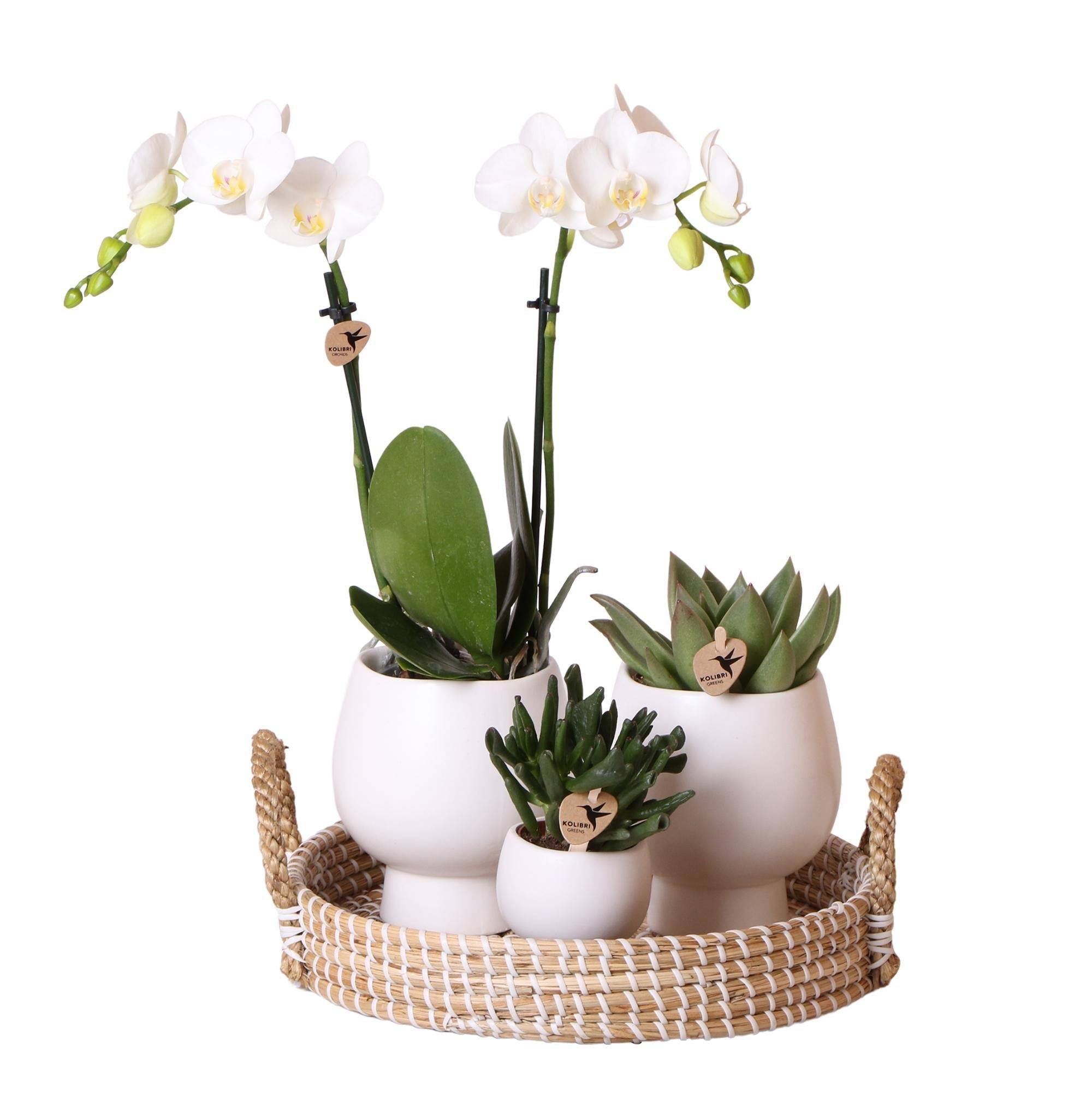 La Green Touch - Coffret Cadeau Scandic : Orchidée Phalaenopsis Blanche et Plantes Succulentes- La Green Touch - Imagen 1