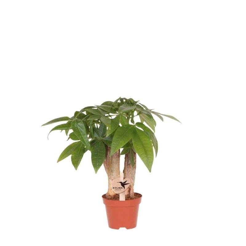 Pachira - Ø6cm - ↕25cm - Plantes d'intérieur