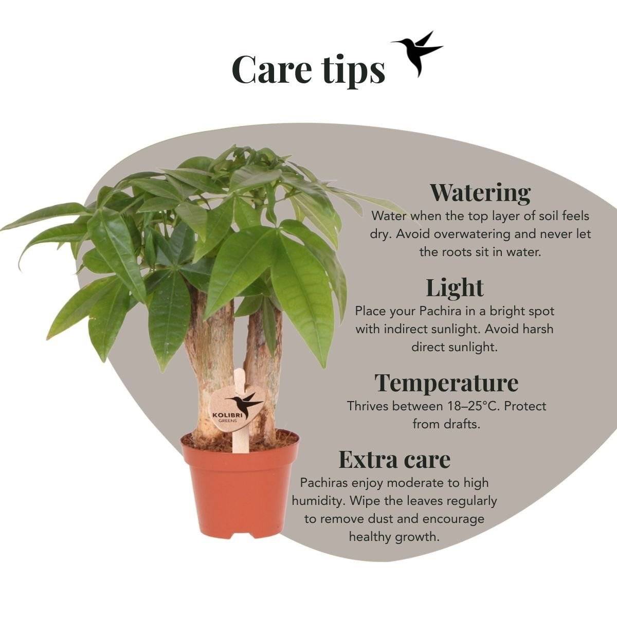 Pachira - Ø6cm - ↕25cm - Plantes d'intérieur - Image 2