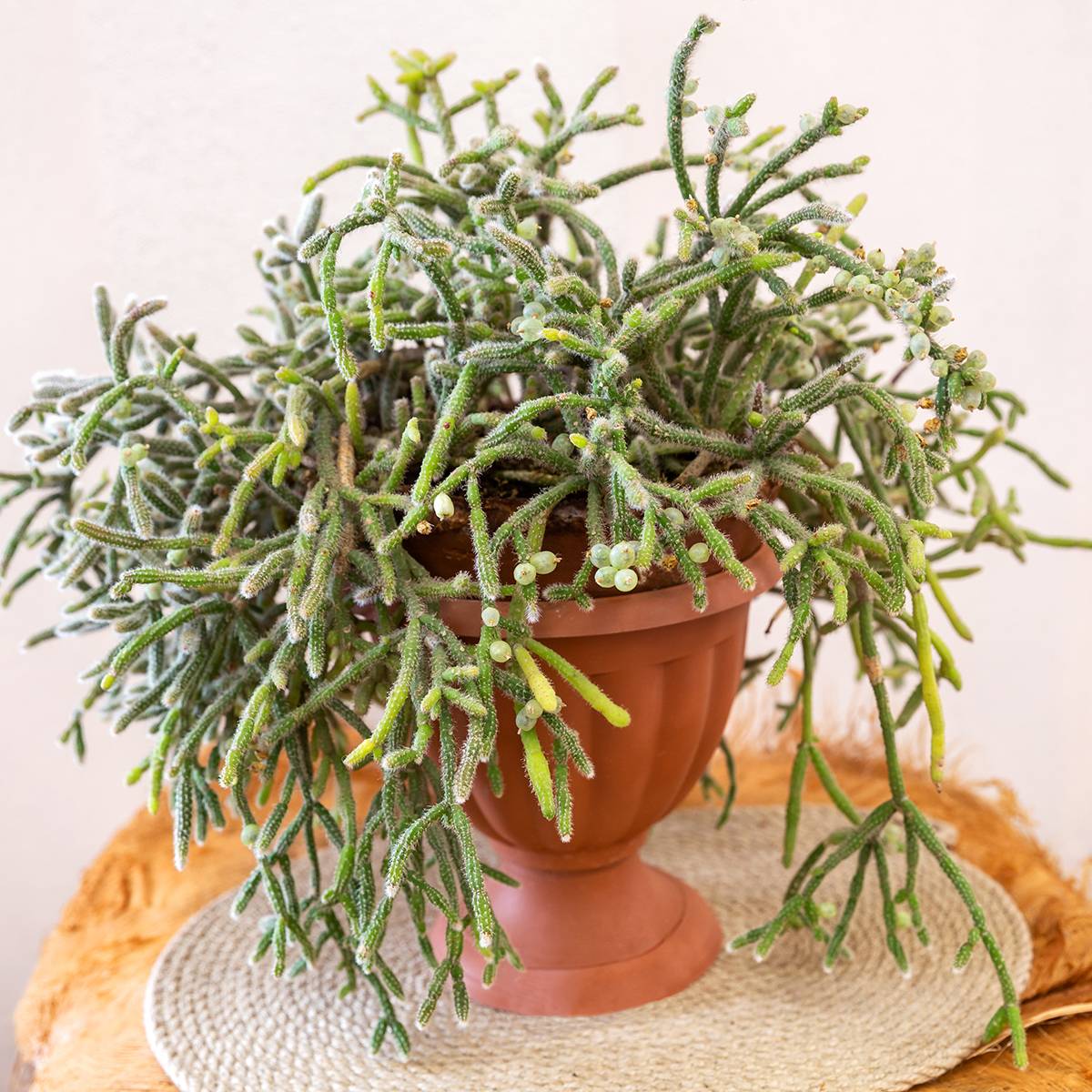 Promesse de Fleurs - Rhipsalis horrida - Cactus-gui Mini-plante