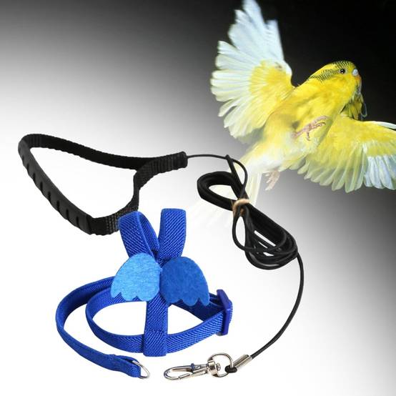 Harnais et laisse pour oiseaux bleu - MCBOSON - Image 4