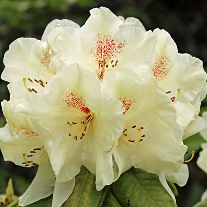 Azalée de Chine Harvest Moon - Azalea mollis Pot de 4L/5L - Image 1