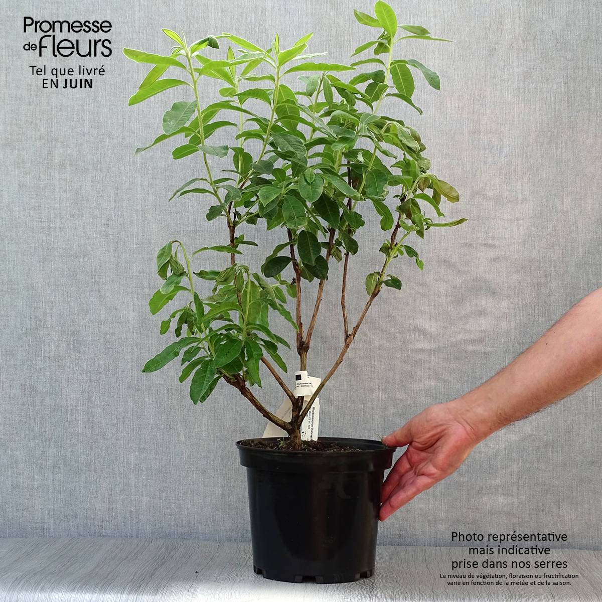 Azalée de Chine Harvest Moon - Azalea mollis Pot de 4L/5L - Image 2