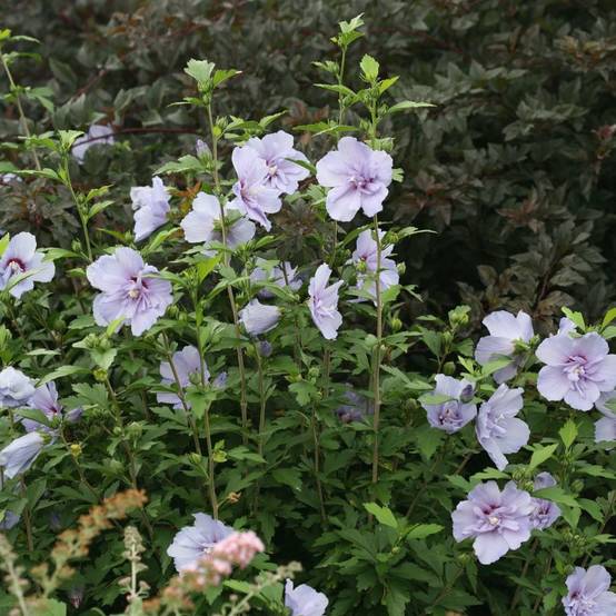Hibiscus Blue Chiffon® 'Notwoodthree', Althéa à fleurs Bleue - feuillage Caduc - Pot de 4L - 40/60 cm- hauteur à maturité De 1,50 m à 2,00 m - Image 6