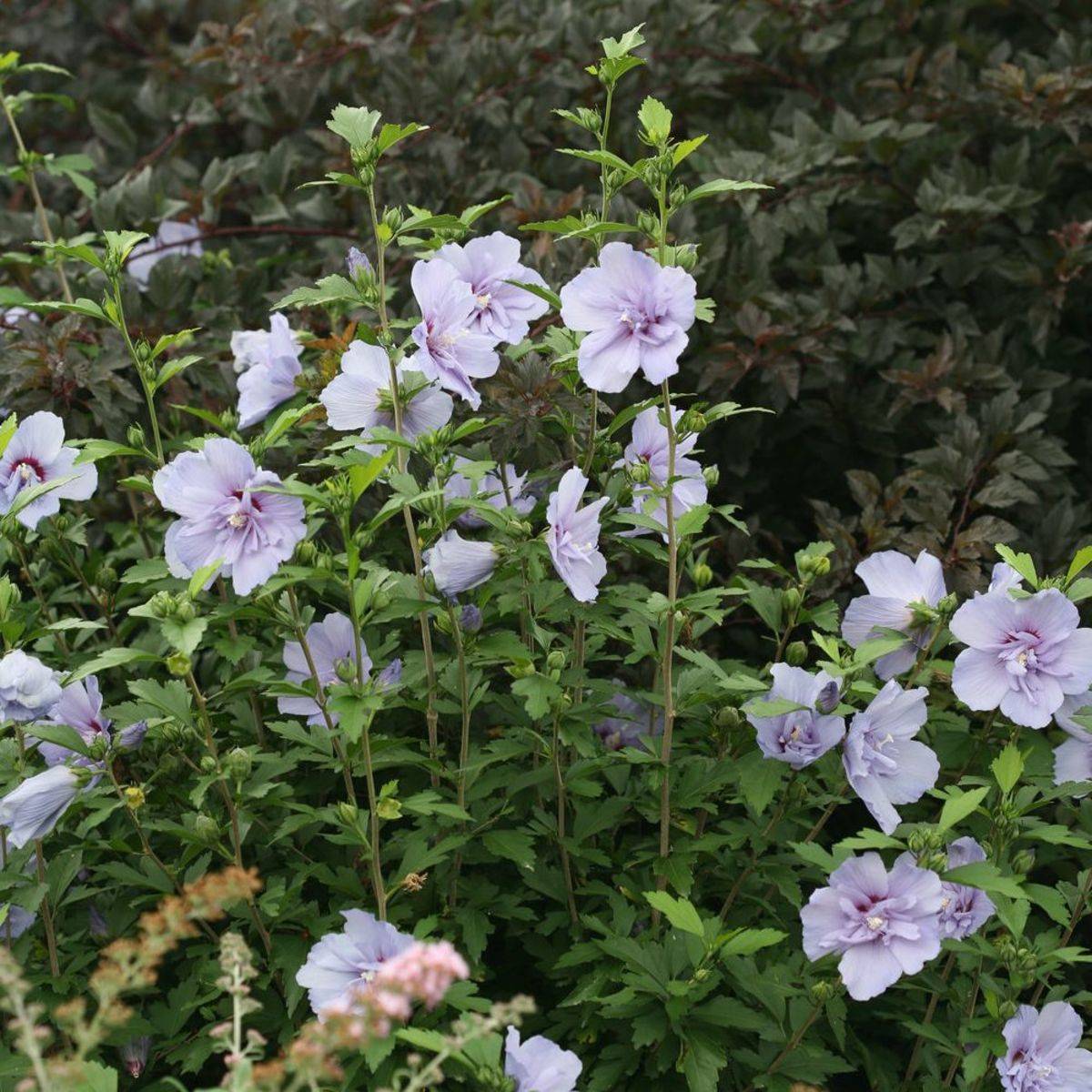 Hibiscus Blue Chiffon® 'Notwoodthree', Althéa à fleurs Bleue - feuillage Caduc - Pot de 4L - 40/60 cm-  hauteur à maturité De 1,50 m à 2,00 m - Image 6