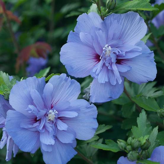 Hibiscus Blue Chiffon® 'Notwoodthree', Althéa à fleurs Bleue - feuillage Caduc - Pot de 4L - 40/60 cm- hauteur à maturité De 1,50 m à 2,00 m - Image 5