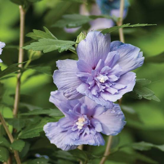 Hibiscus Blue Chiffon® 'Notwoodthree', Althéa à fleurs Bleue - feuillage Caduc - Pot de 4L - 40/60 cm- hauteur à maturité De 1,50 m à 2,00 m - Image 7