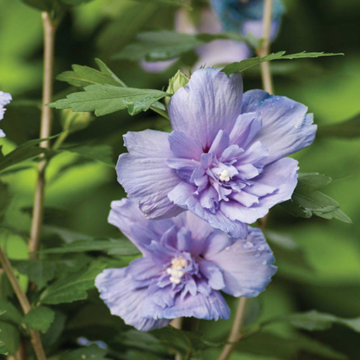 Hibiscus Blue Chiffon® 'Notwoodthree', Althéa à fleurs Bleue - feuillage Caduc - Pot de 4L - 40/60 cm-  hauteur à maturité De 1,50 m à 2,00 m - Image 7