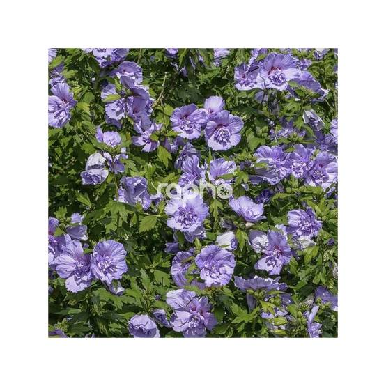 Hibiscus Blue Chiffon® 'Notwoodthree', Althéa à fleurs Bleue - feuillage Caduc - Pot de 4L - 40/60 cm- hauteur à maturité De 1,50 m à 2,00 m - Image 1