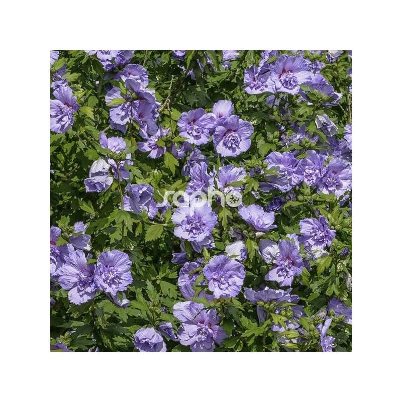 Hibiscus Blue Chiffon® 'Notwoodthree', Althéa à fleurs Bleue - feuillage Caduc - Pot de 4L - 40/60 cm-  hauteur à maturité De 1,50 m à 2,00 m - Image 1
