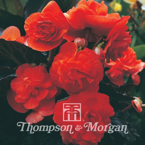 Graines de Bégonia tubéreux Midnight Beauty Orange - Begonia x tuberhybrida le sachet de 20 graines environ