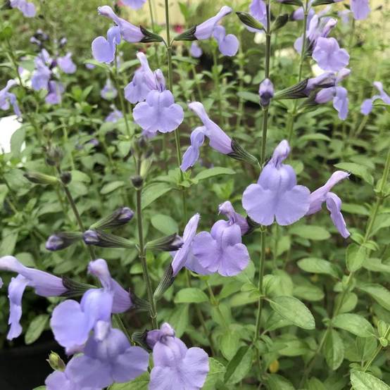 Salvia microphylla Delice Aquamarine - sauge arbustive Godet de 8/9 cm - Image 2