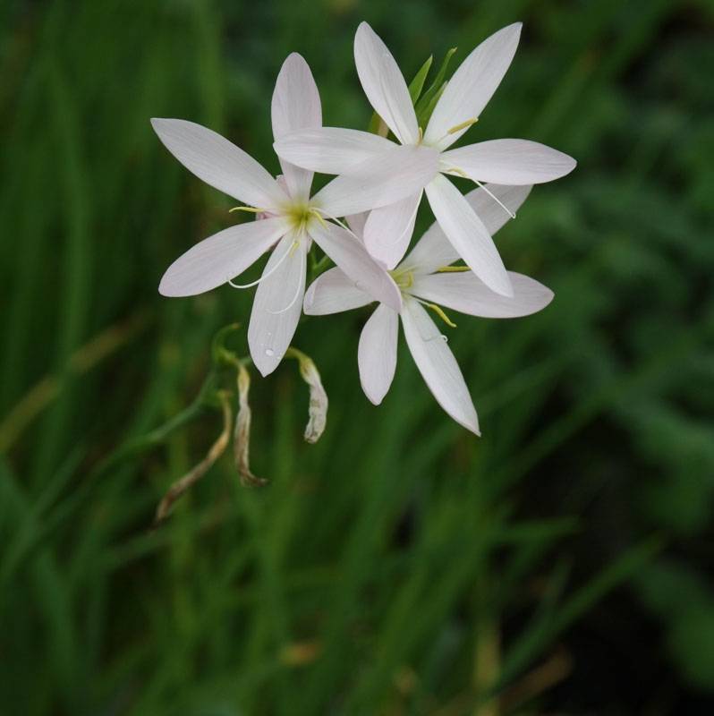Schizostylis coccinea Alba, Lis des Cafres Godet de 7/8 cm