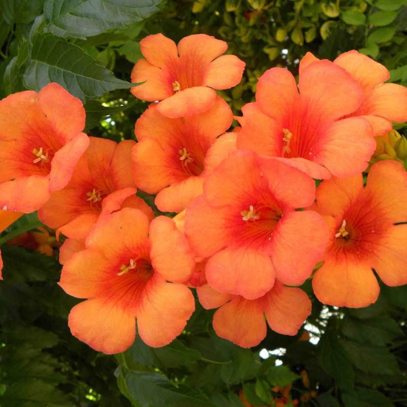 Bignone Indian Summer® 'Kudian' à fleurs Orange - feuillage Caduc - Pot de 1L - 30/60 cm-  hauteur à maturité De 2,00 m à 2,50 m - Imagen 1